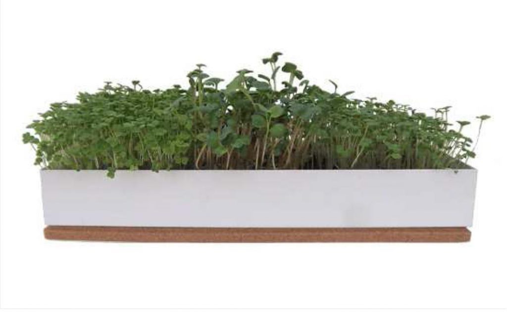 grow-box