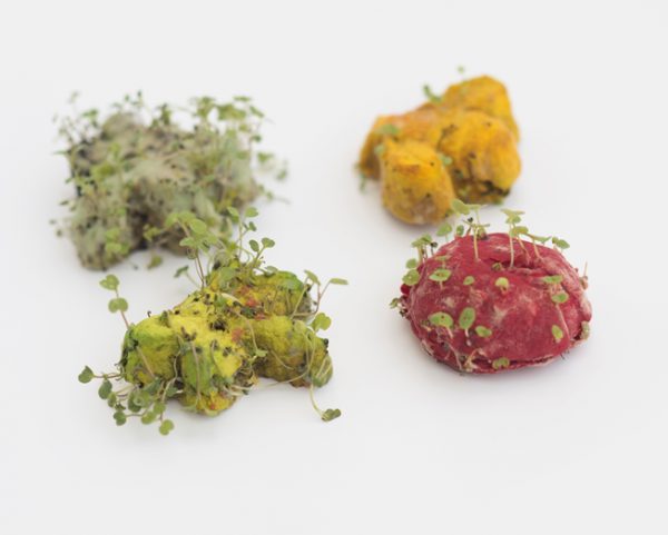 garden friends seeds-1. Tarjeta con semillas