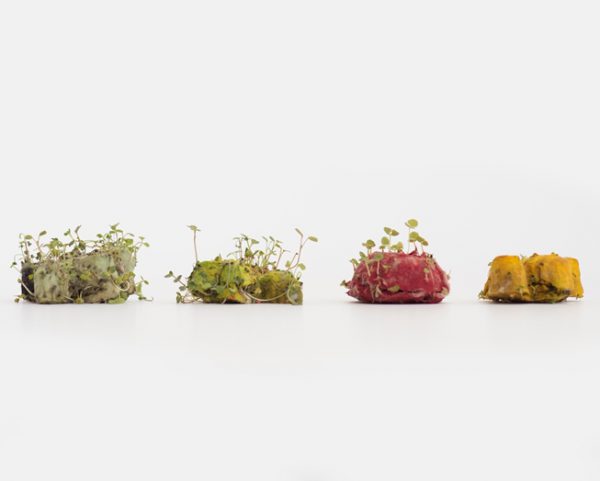 garden friends seeds-1. Tarjeta con semillas